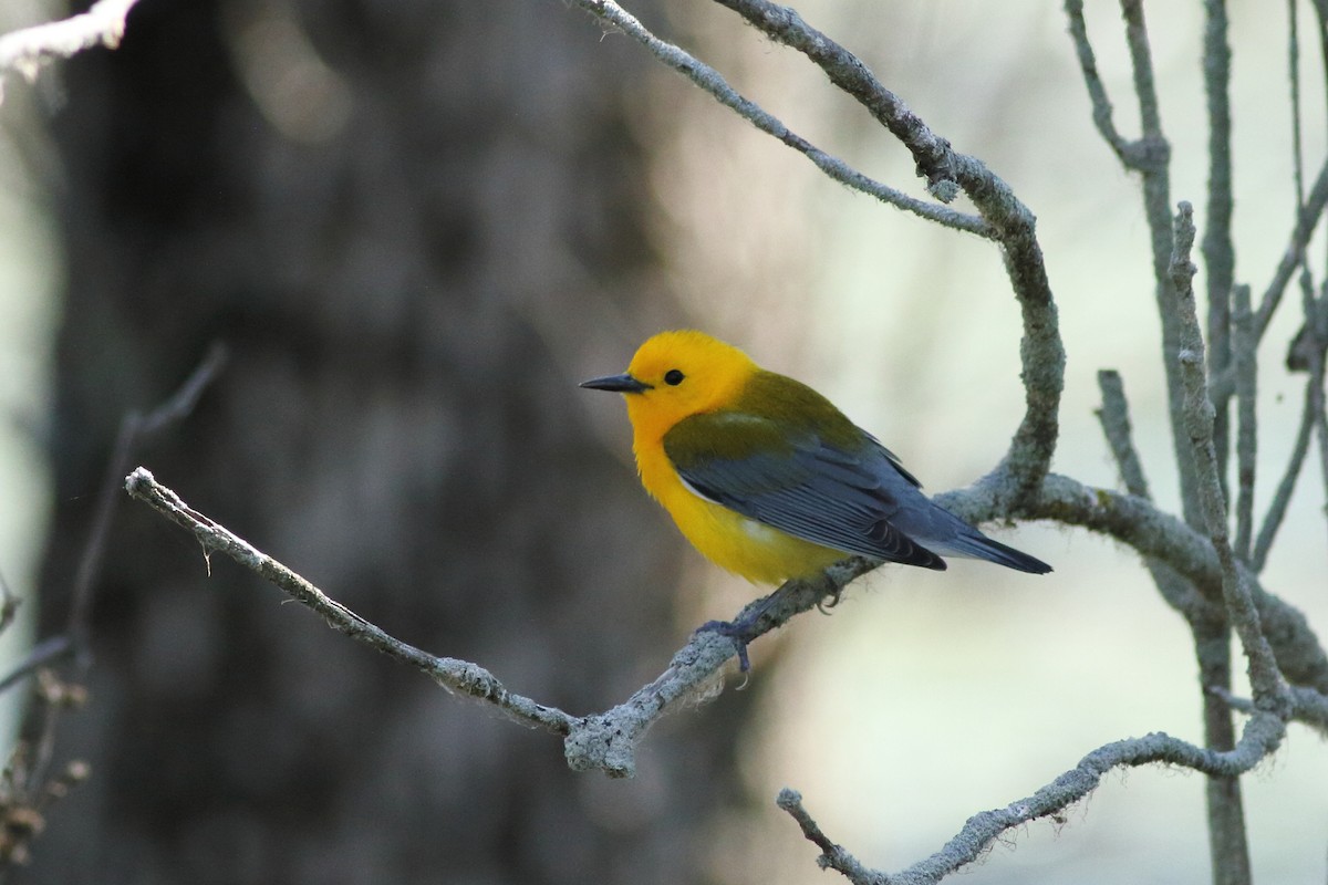 Prothonotary Warbler - ML619453630