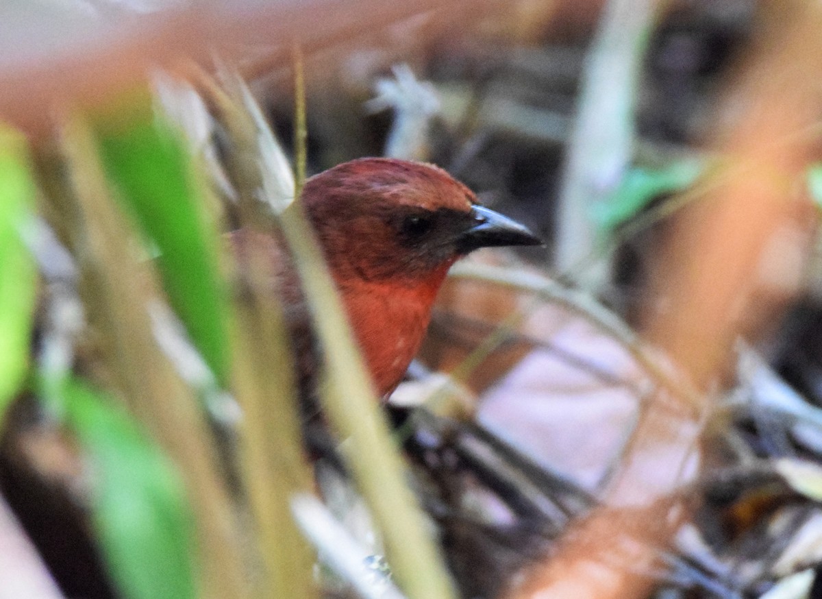 Red-throated Ant-Tanager - ML619453643