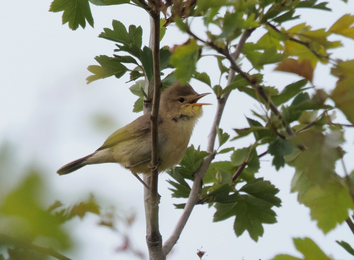 Melodious Warbler - ML619453657