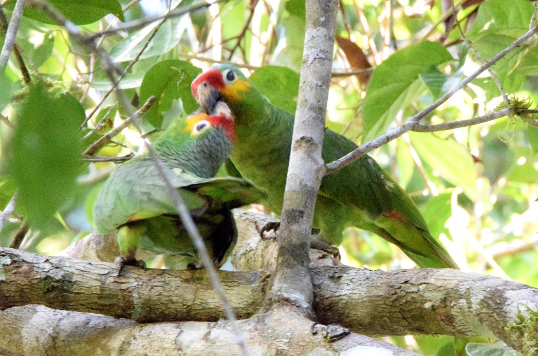 Red-lored Parrot - ML619453669