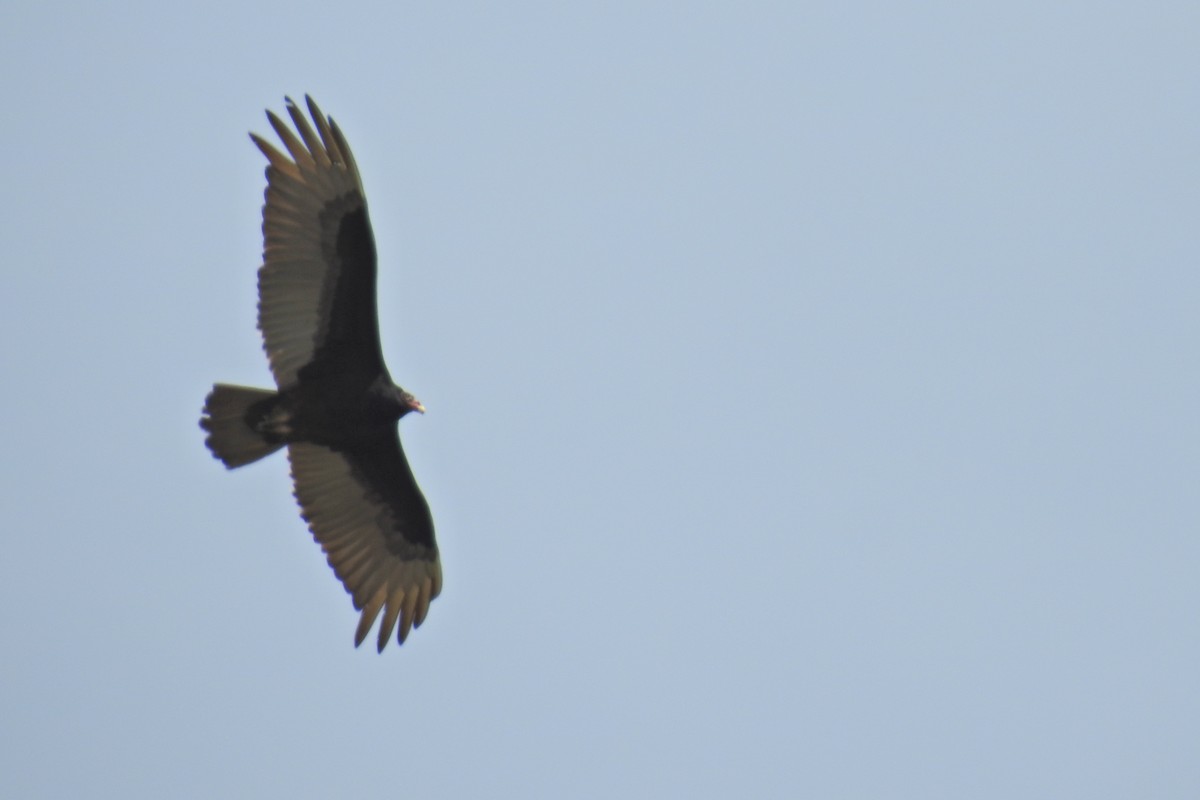 Turkey Vulture - ML619453684