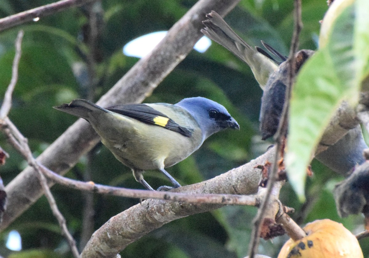 Yellow-winged Tanager - ML619453762