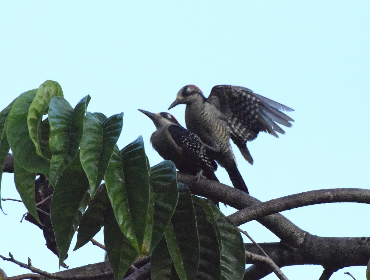 Black-cheeked Woodpecker - ML619453778