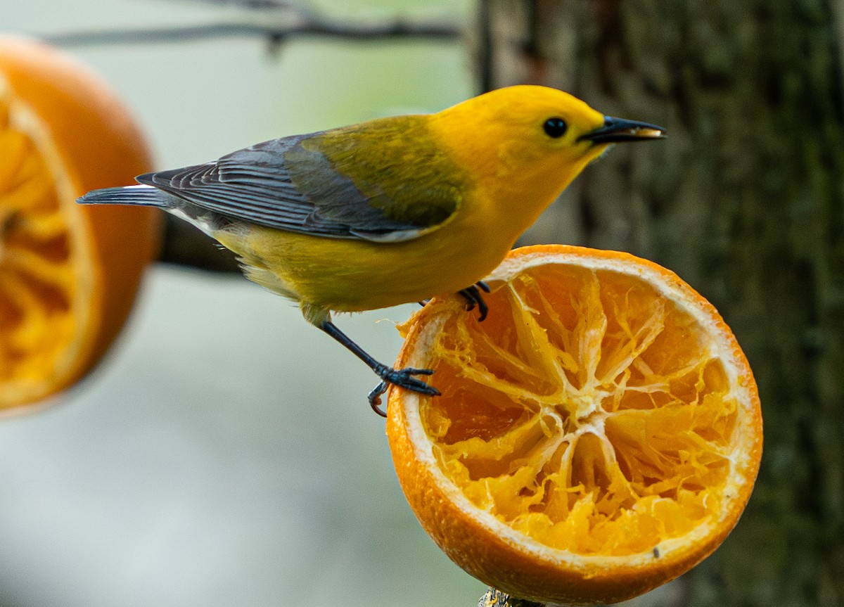 Prothonotary Warbler - ML619453796