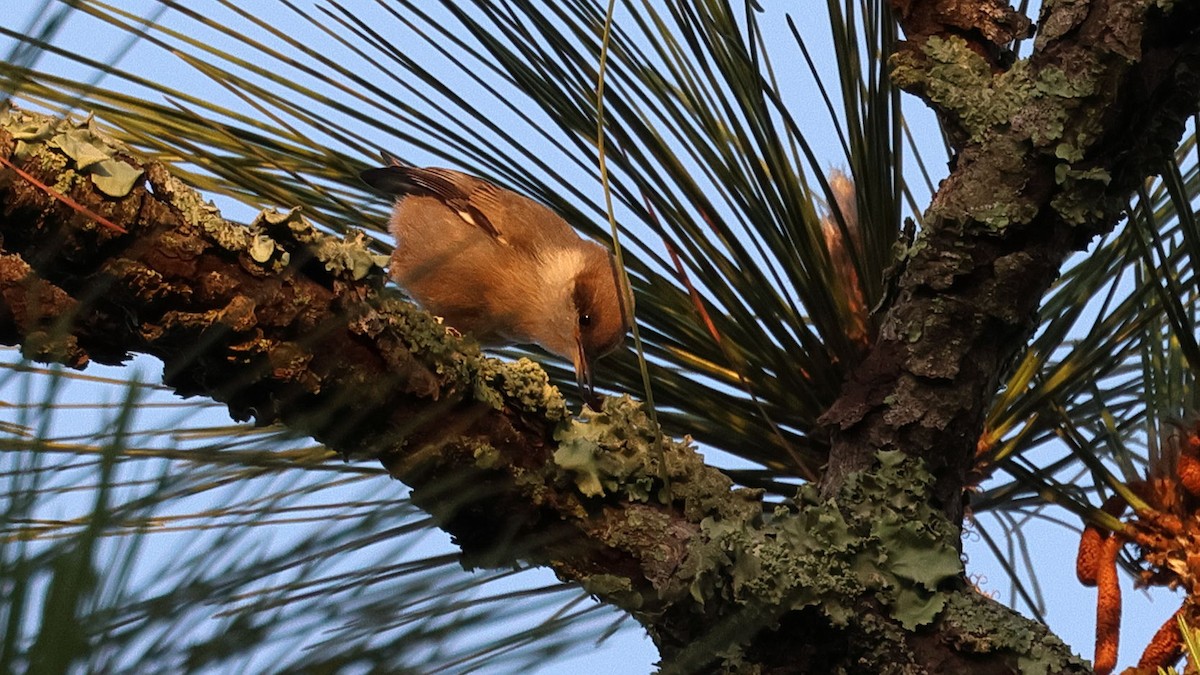 Brown-headed Nuthatch - ML619453881