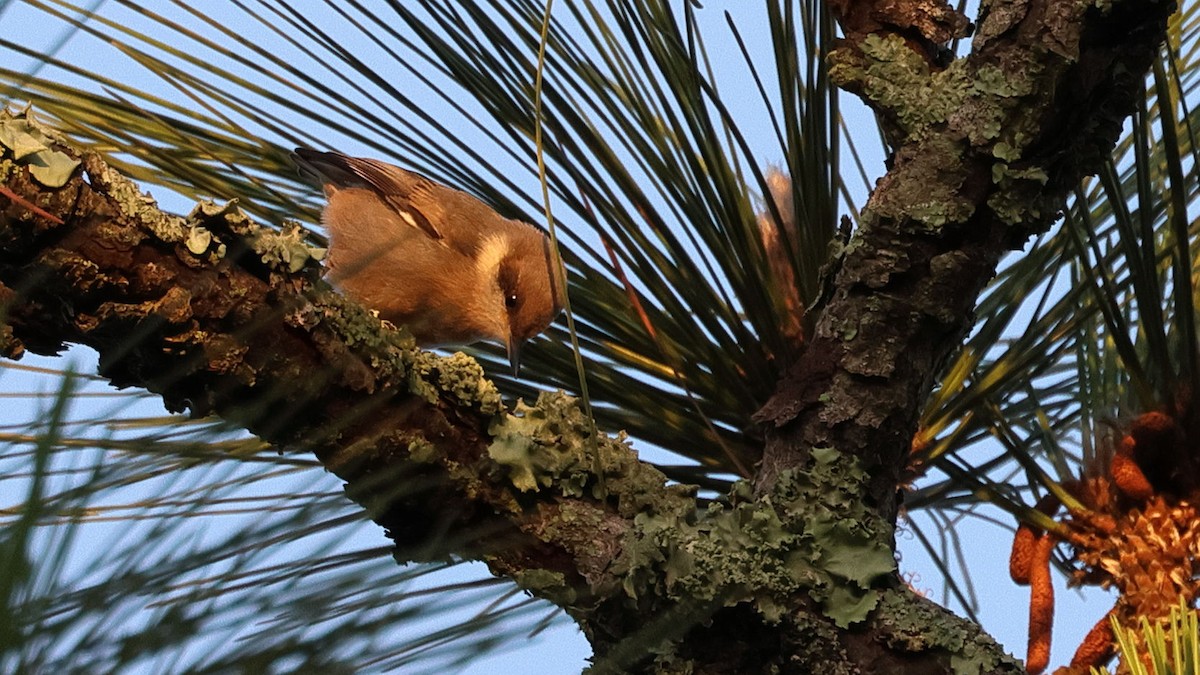 Brown-headed Nuthatch - ML619453897