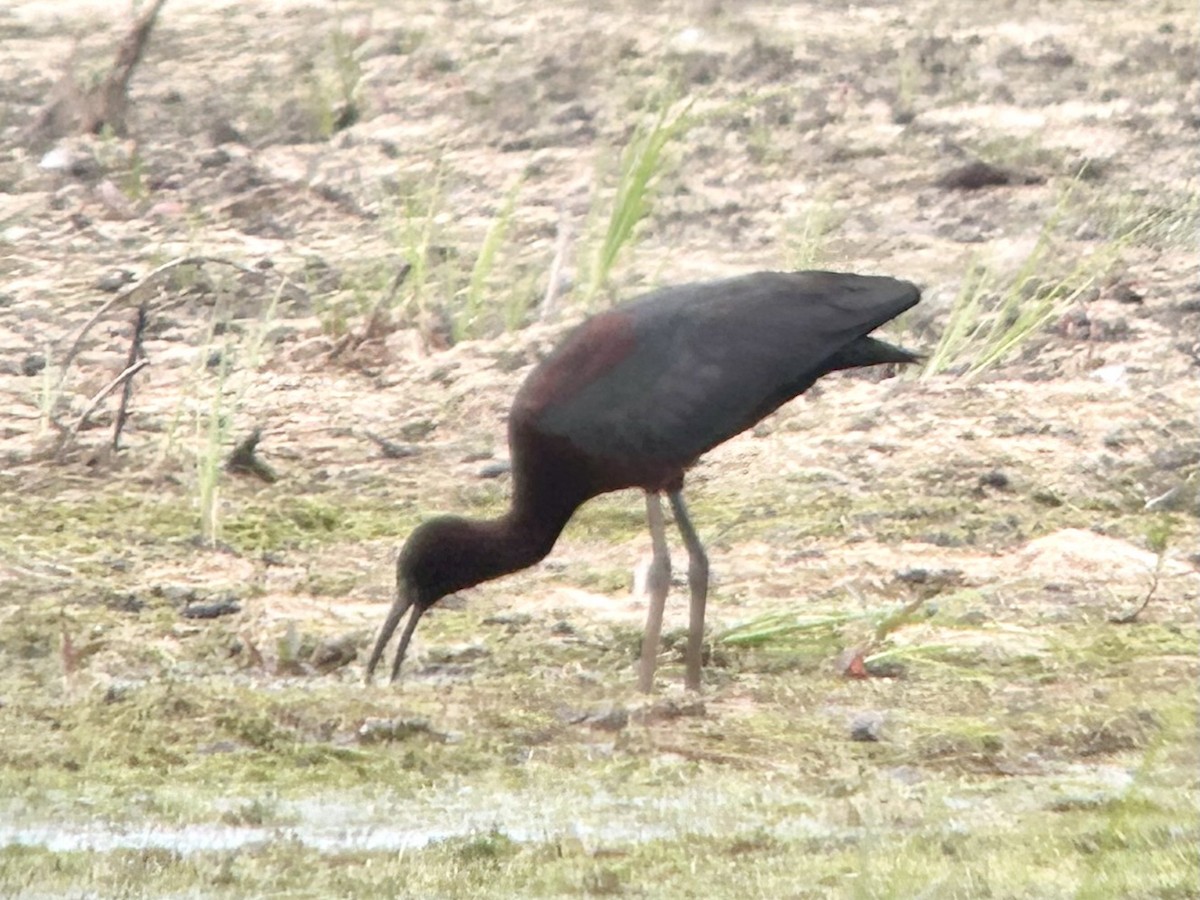 ibis hnědý - ML619453905