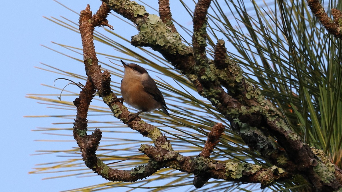 Brown-headed Nuthatch - ML619453917