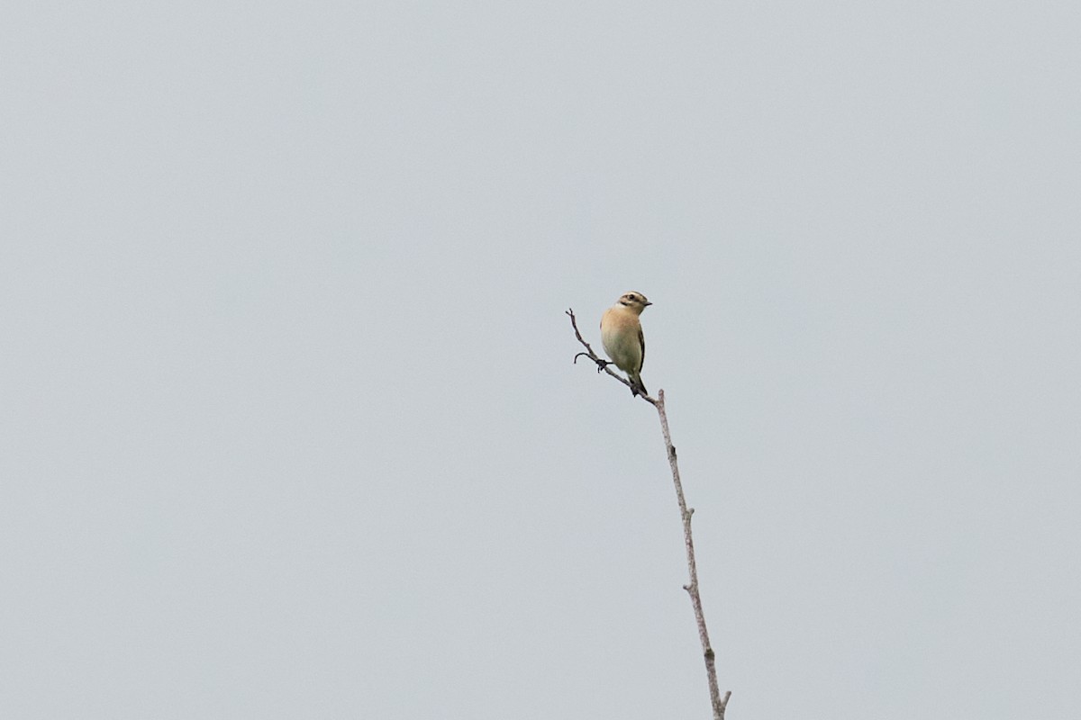 Whinchat - ML619453948