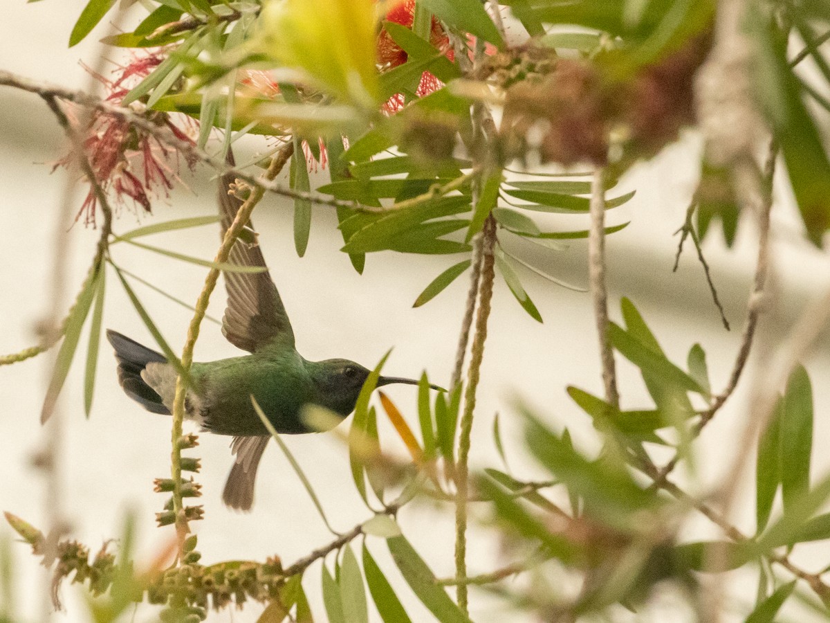 kolibřík zelený - ML619454045