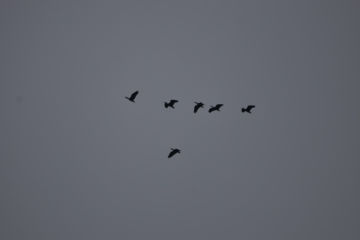 ibis tmavý - ML619454048
