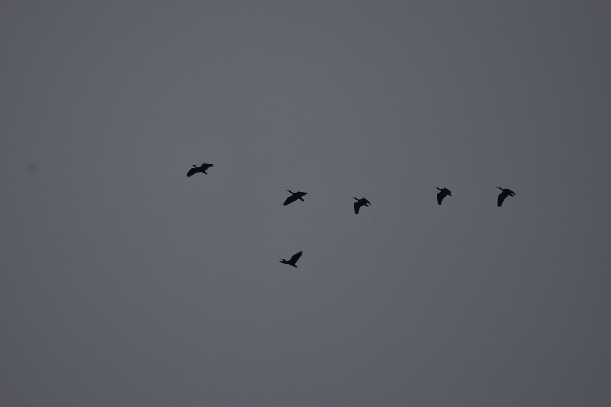 ibis tmavý - ML619454049