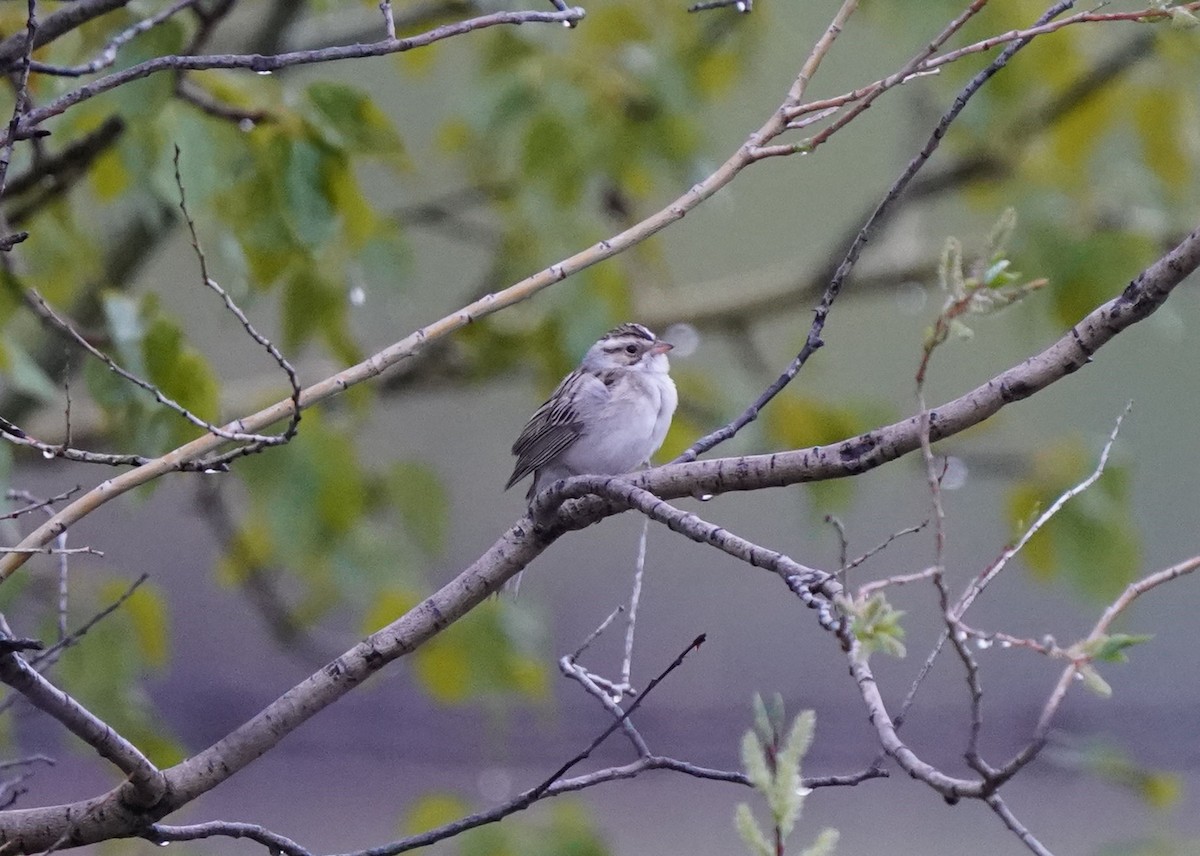 Clay-colored Sparrow - ML619454092