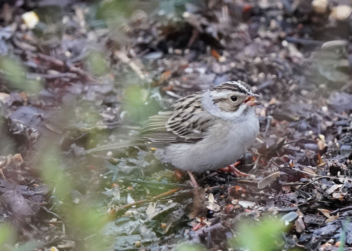 Clay-colored Sparrow - ML619454120