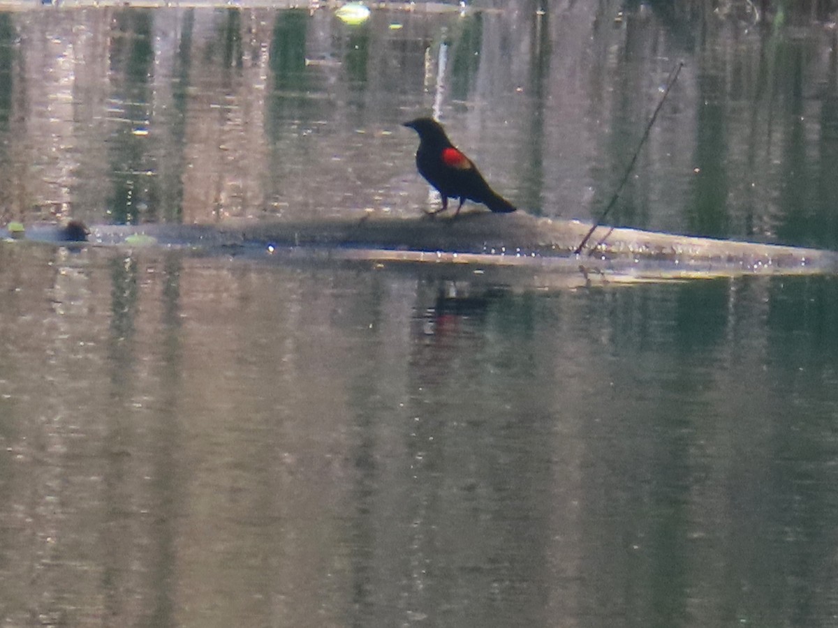 Red-winged Blackbird - ML619454122