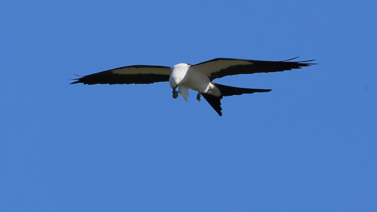 Swallow-tailed Kite - ML619454149