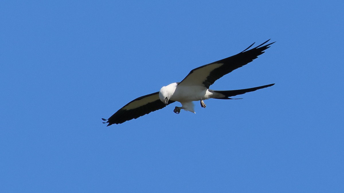 Swallow-tailed Kite - ML619454150