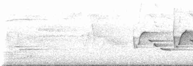 Каролинский крапивник - ML619454196