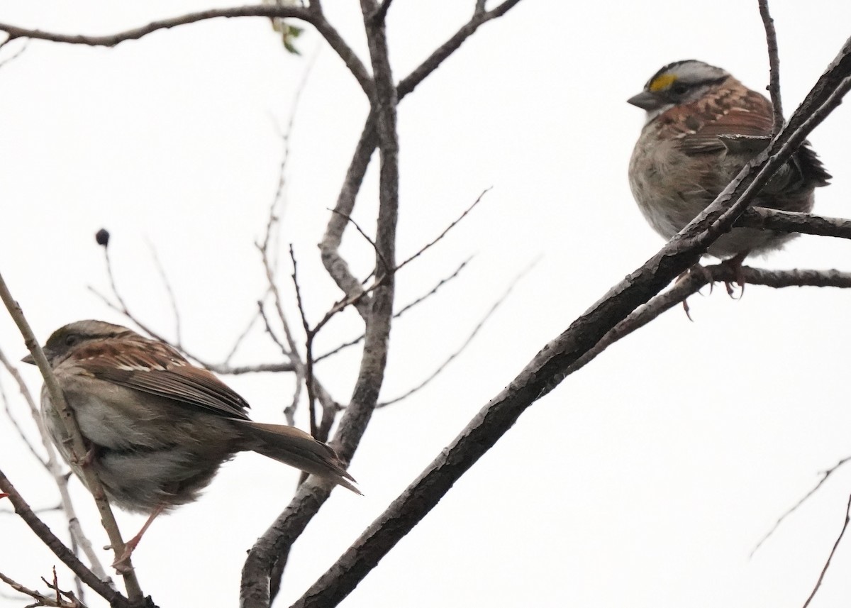 White-throated Sparrow - ML619454206