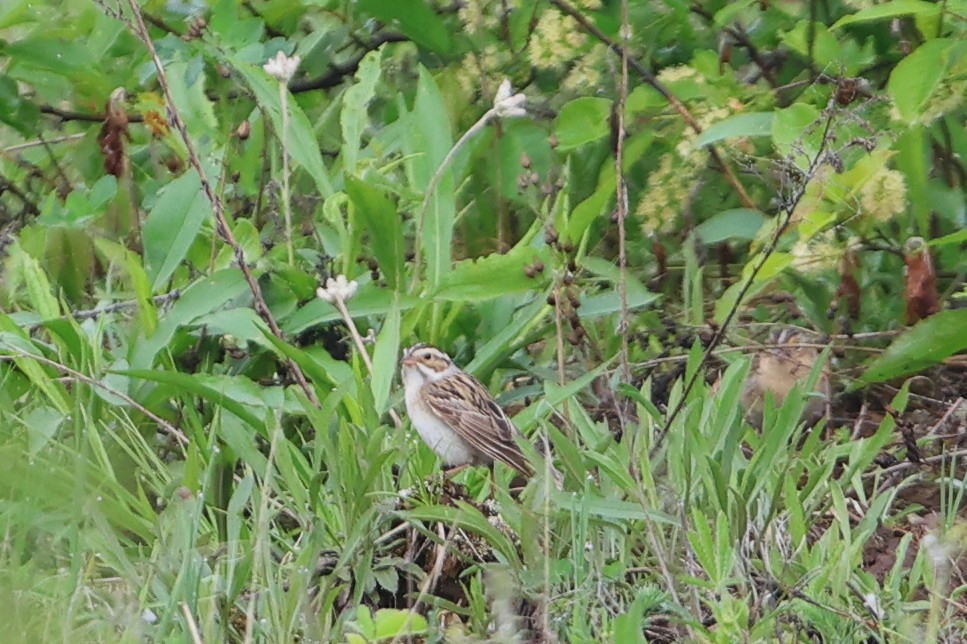Clay-colored Sparrow - ML619454235