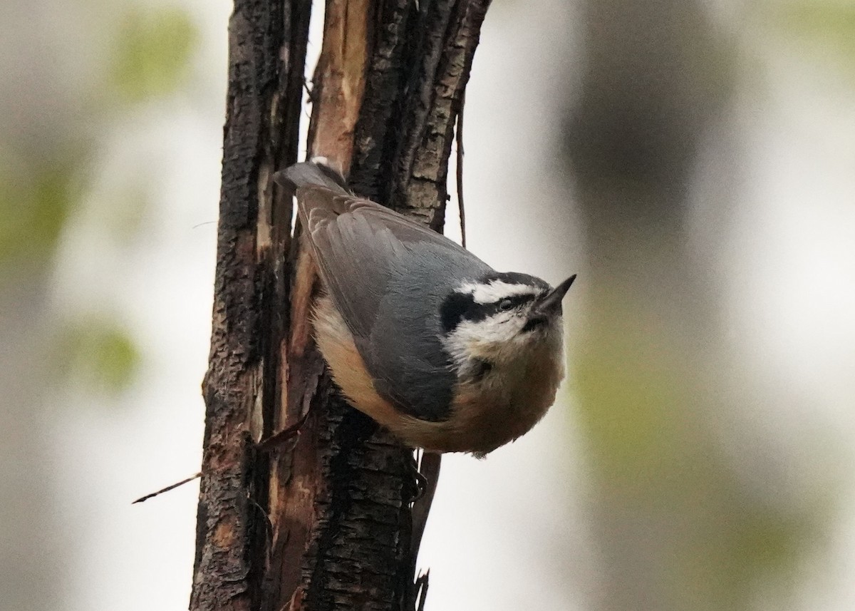 Red-breasted Nuthatch - ML619454240