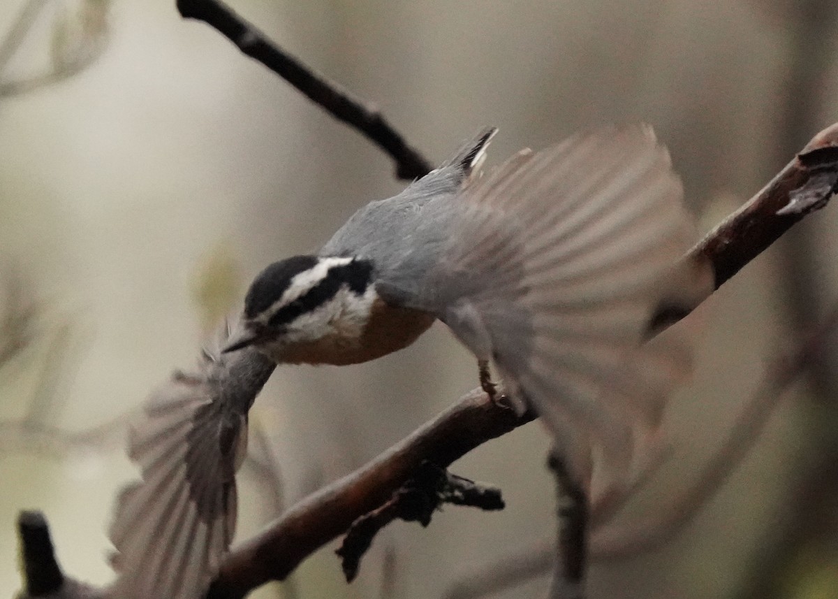 Red-breasted Nuthatch - ML619454241