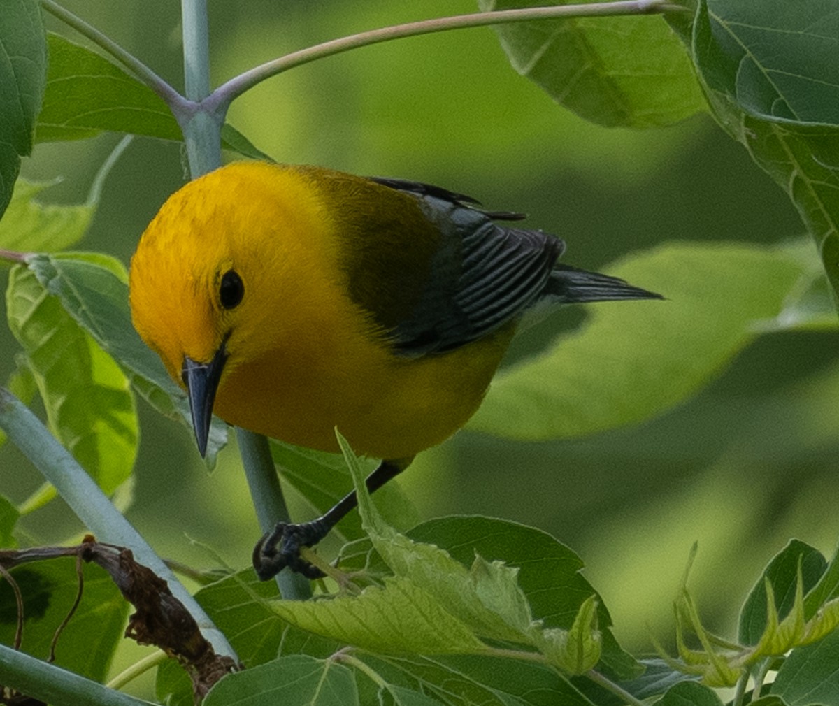 Prothonotary Warbler - ML619454253