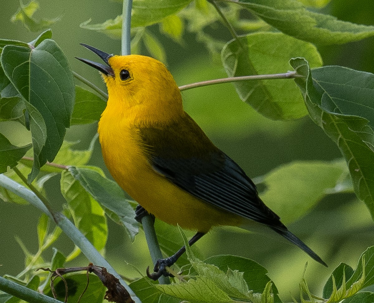 Prothonotary Warbler - ML619454301