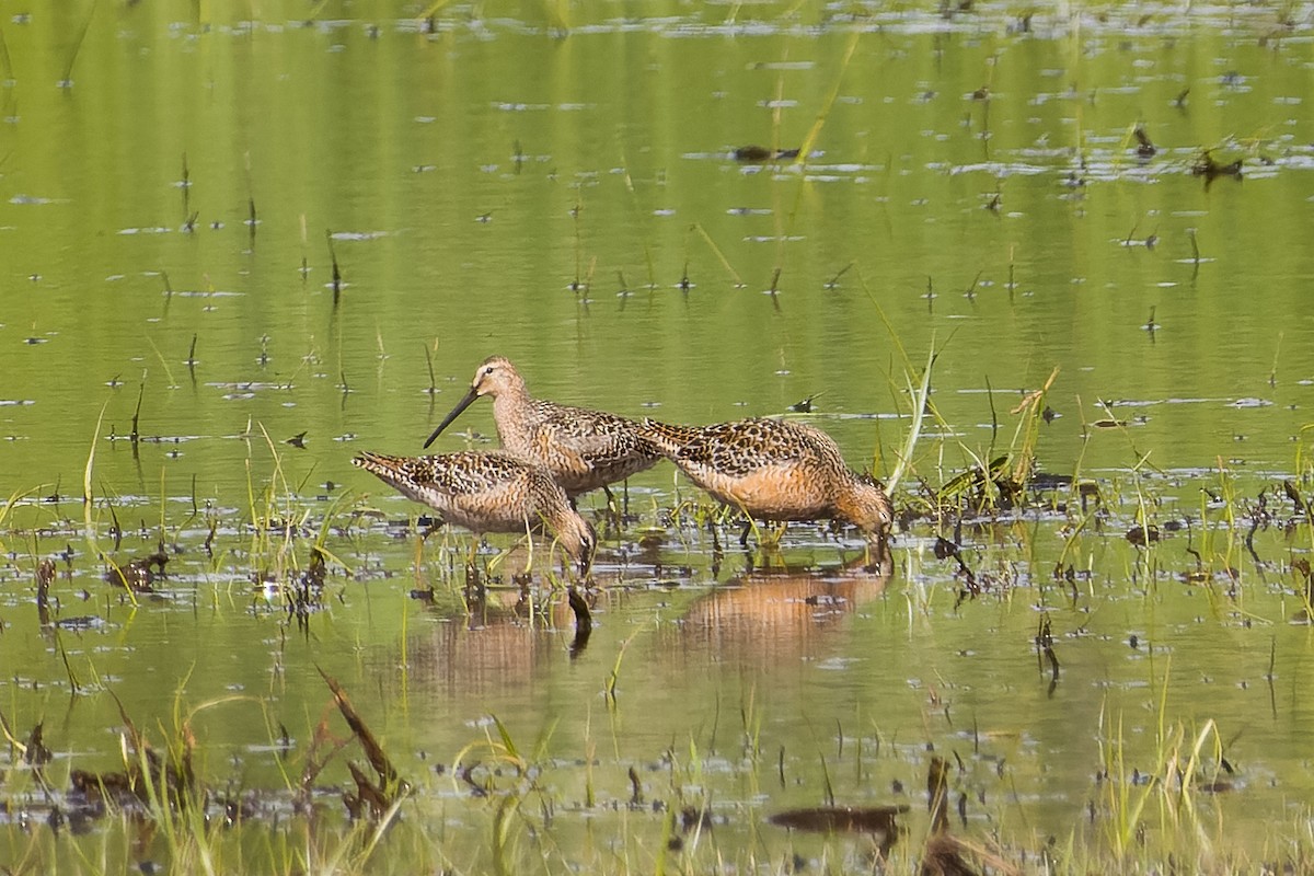 Long-billed Dowitcher - ML619454303