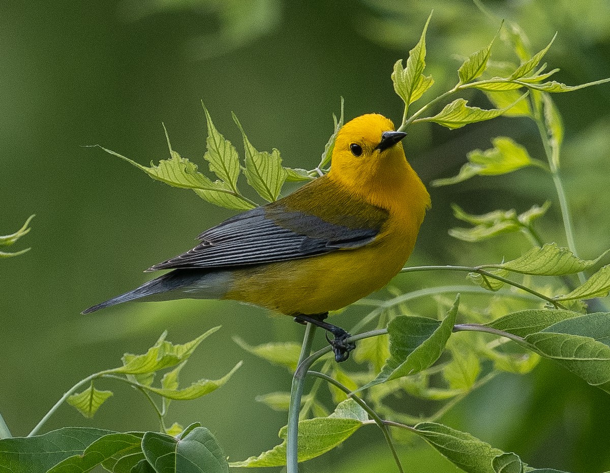 Prothonotary Warbler - ML619454342