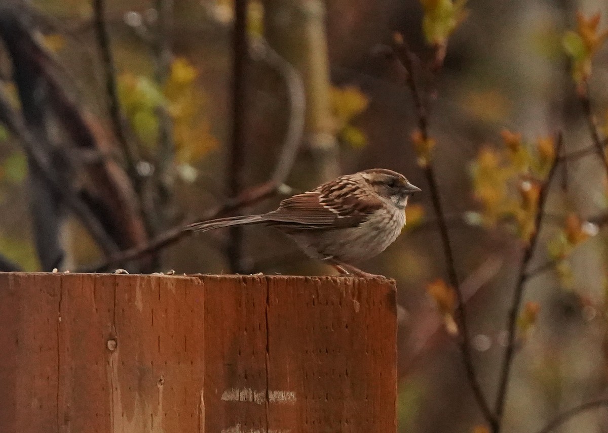 White-throated Sparrow - ML619454358