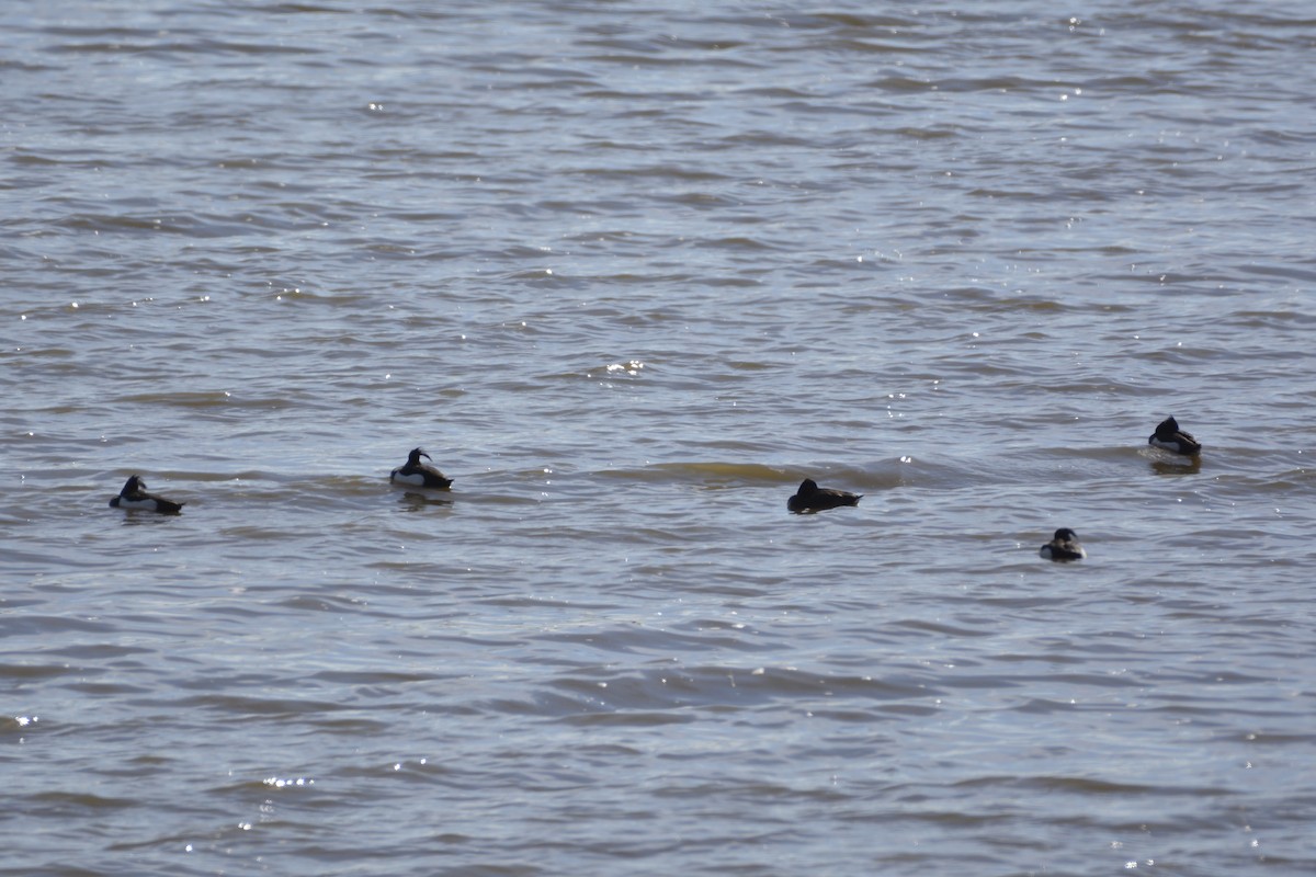 Tufted Duck - ML619454361
