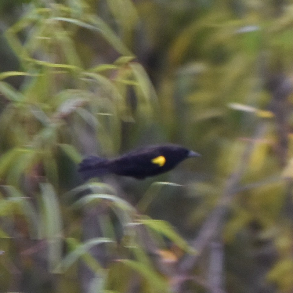 Yellow-winged Blackbird - ML619454373