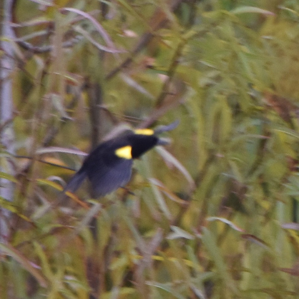 Yellow-winged Blackbird - ML619454374
