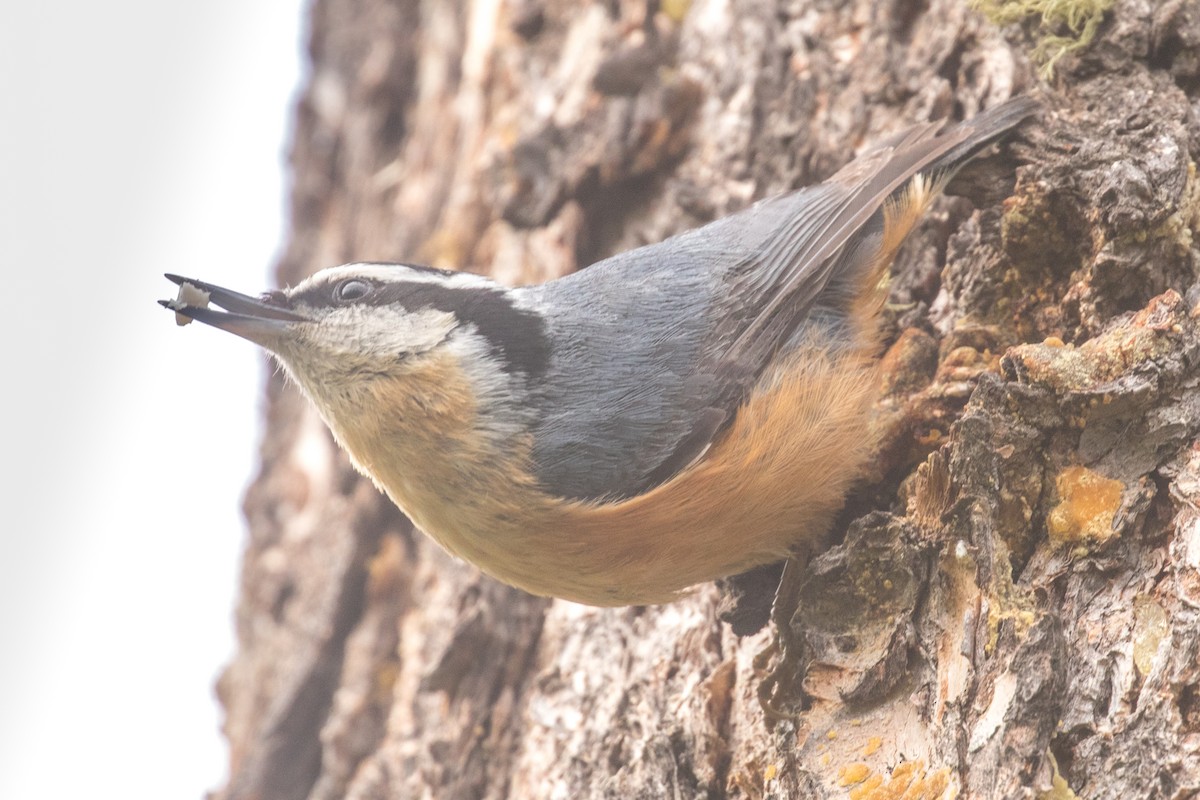 Red-breasted Nuthatch - ML619454412
