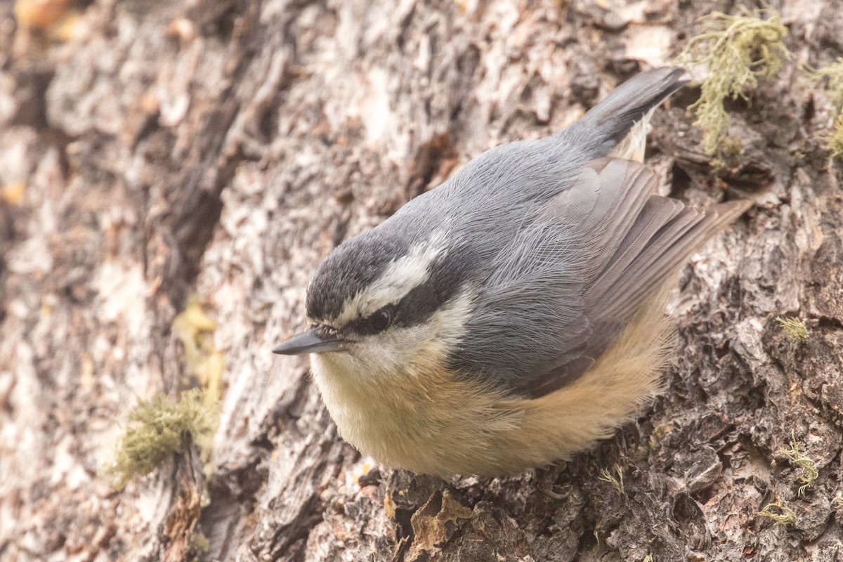 Red-breasted Nuthatch - ML619454413
