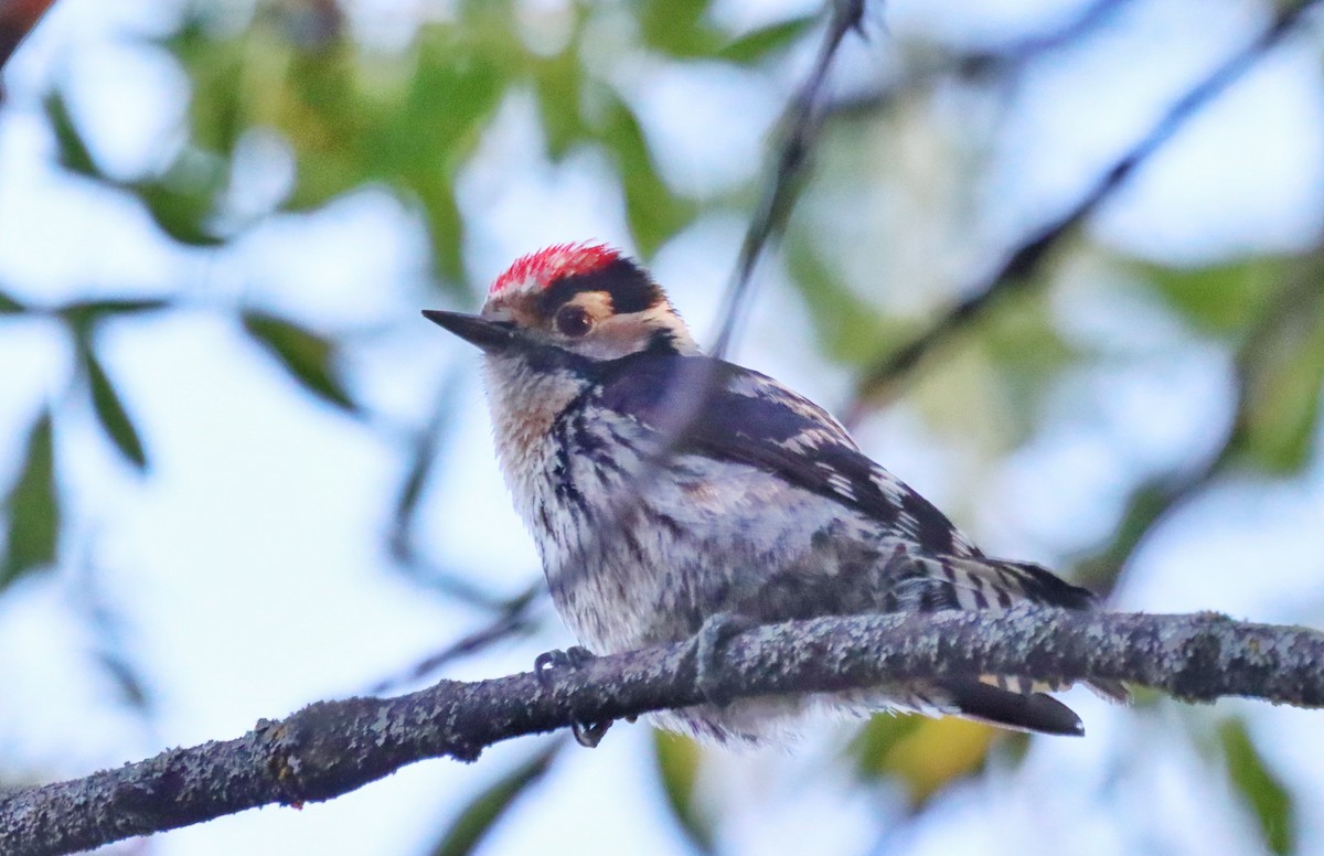 Lesser Spotted Woodpecker - ML619454455