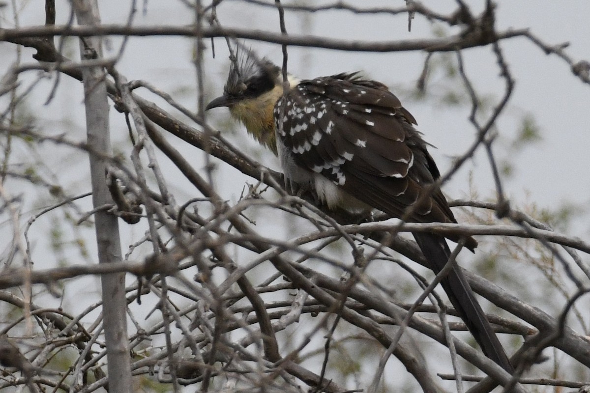 Great Spotted Cuckoo - ML619454531