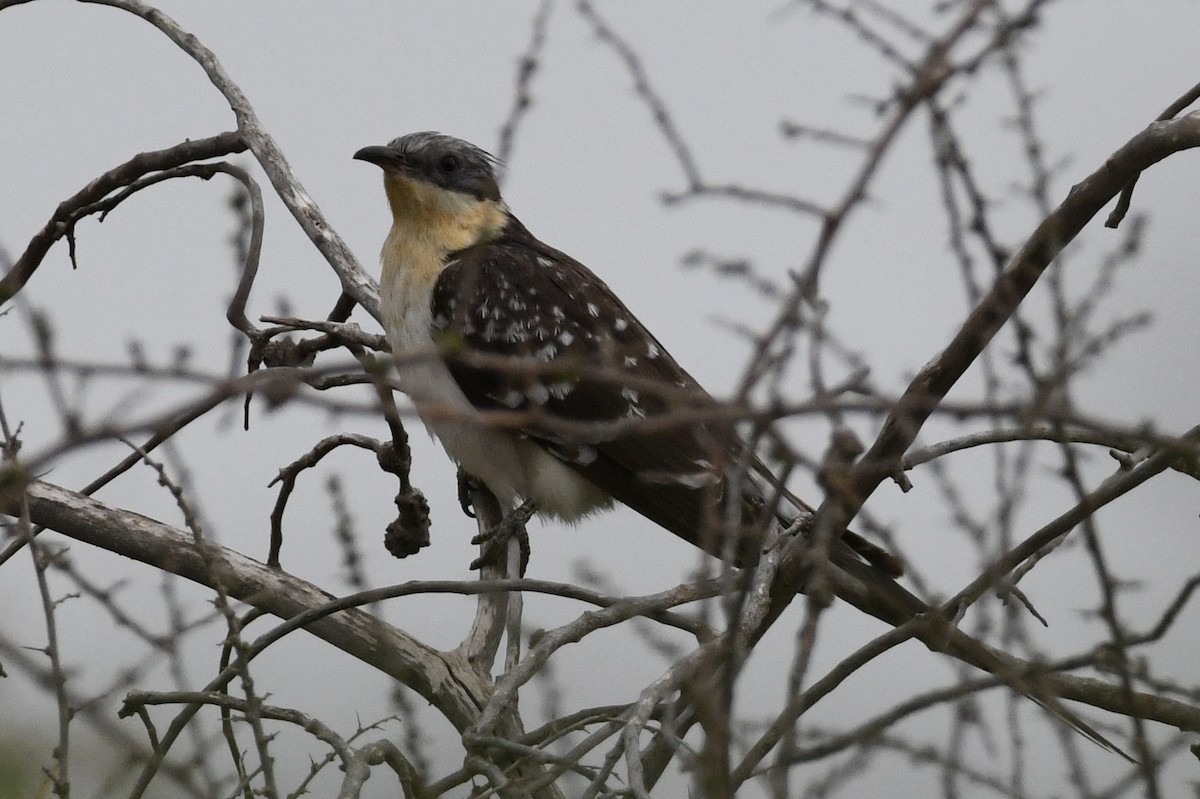 Great Spotted Cuckoo - ML619454532
