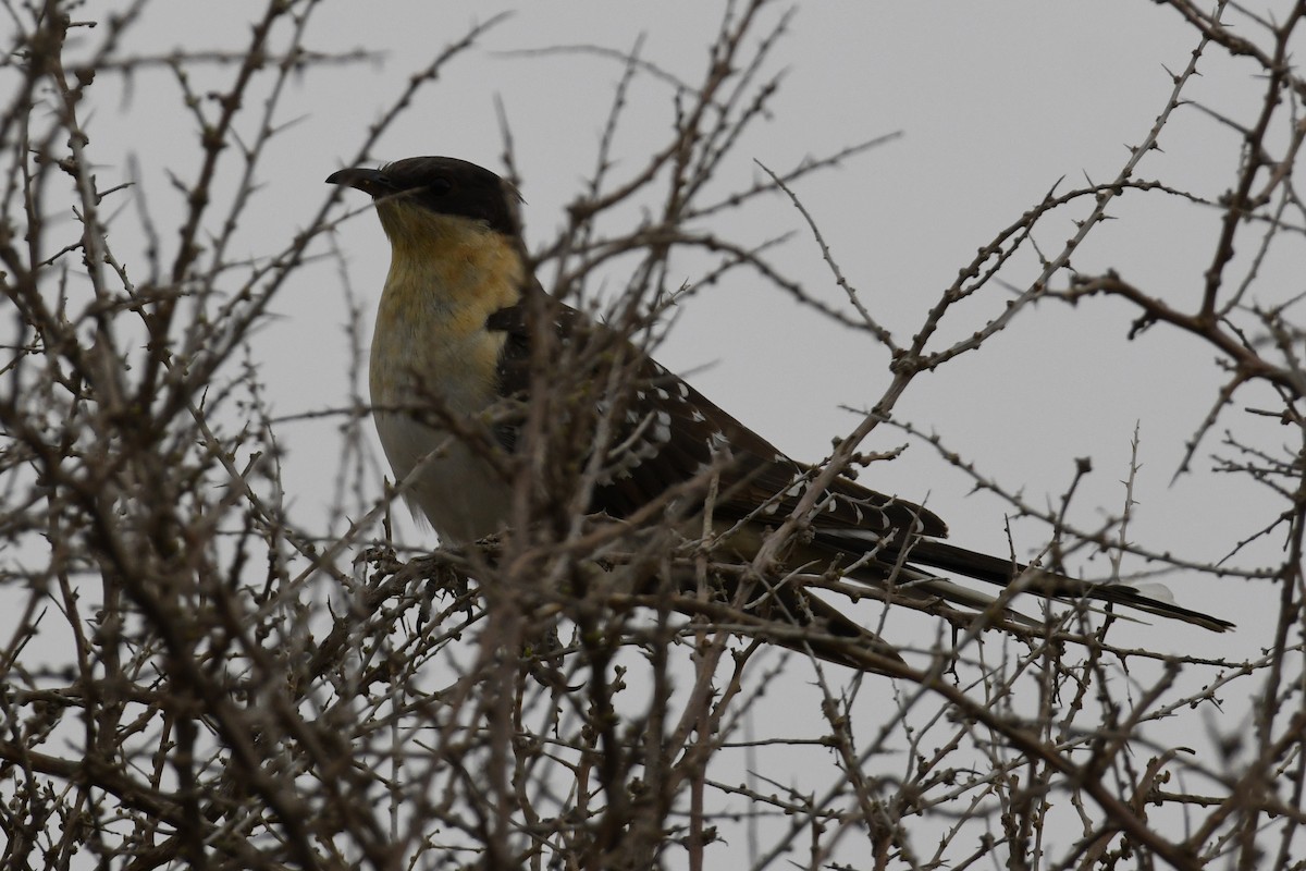 Great Spotted Cuckoo - ML619454534