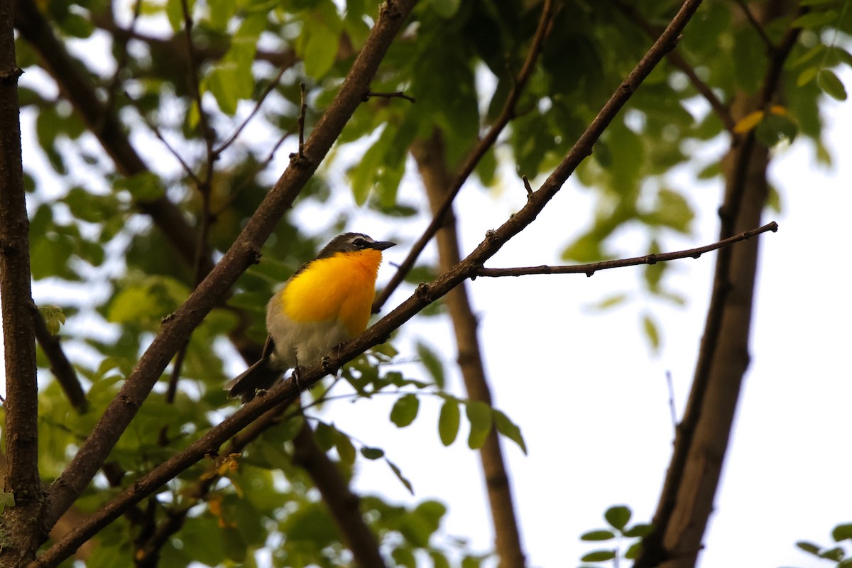Yellow-breasted Chat - ML619454633
