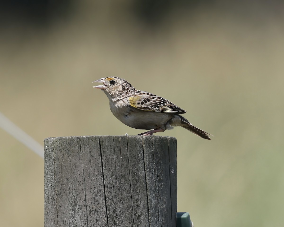 Grasshopper Sparrow - ML619454662