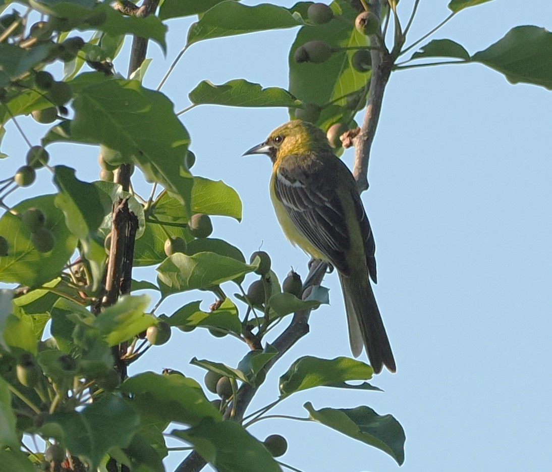 Orchard Oriole - ML619454692