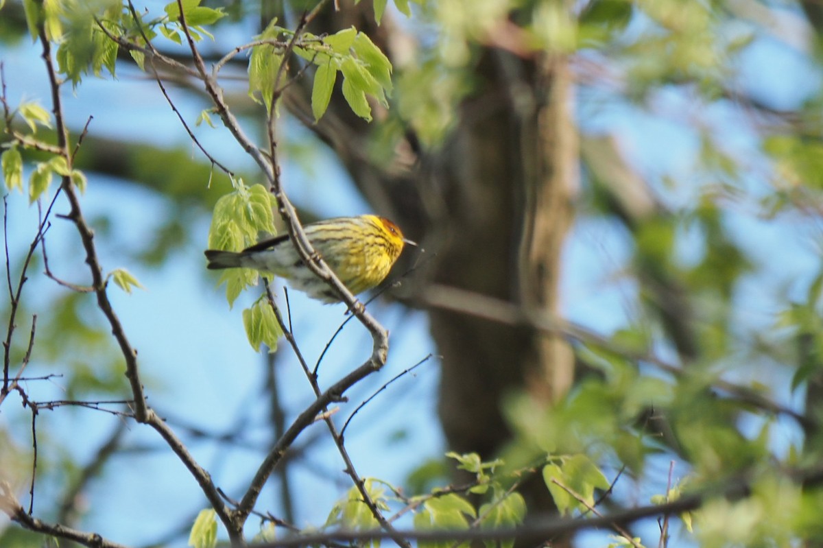 Cape May Warbler - ML619454729