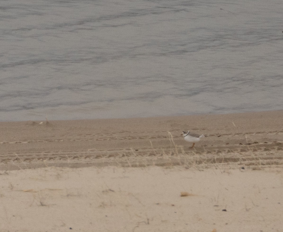 Piping Plover - ML619454742