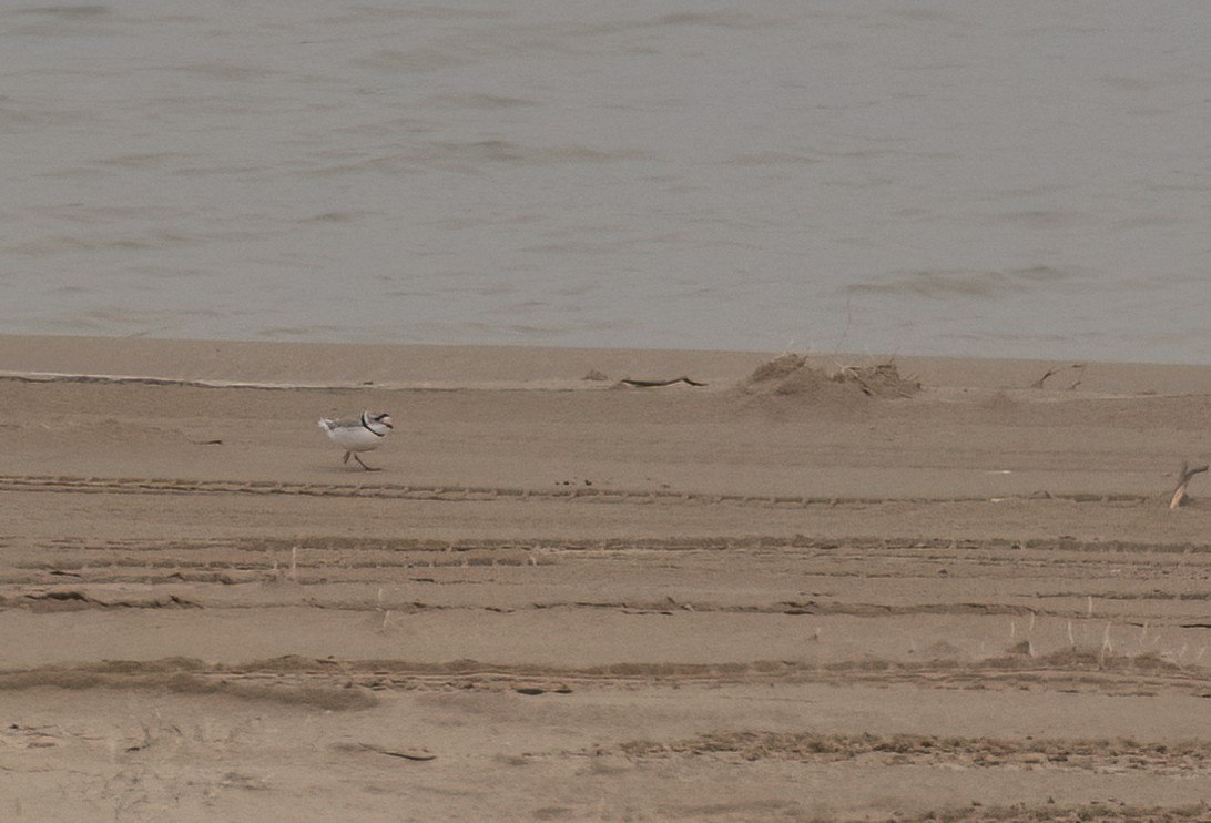 Piping Plover - ML619454743
