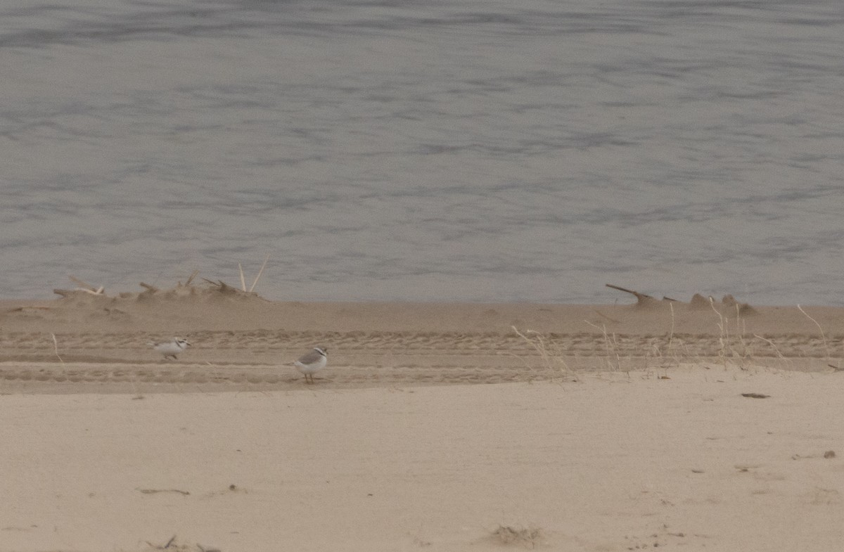 Piping Plover - ML619454744