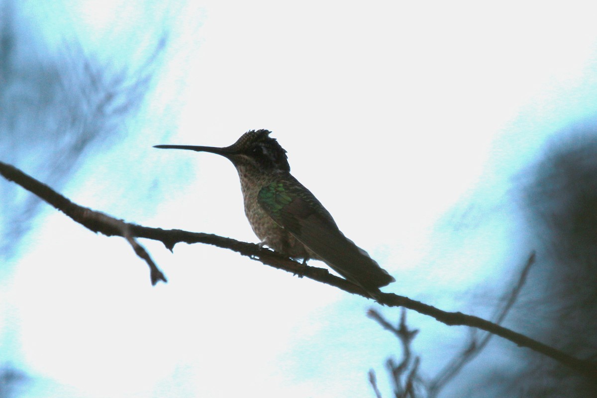 Broad-tailed Hummingbird - ML619454803