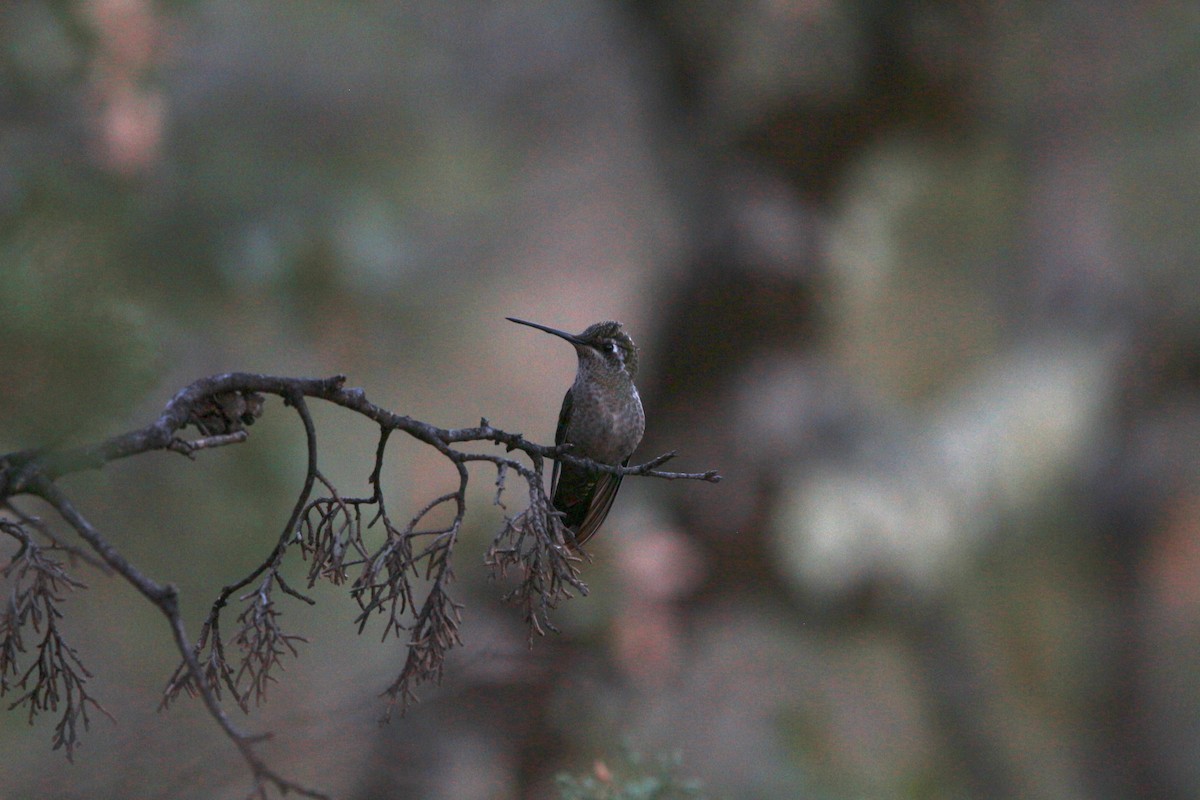 Broad-tailed Hummingbird - ML619454804