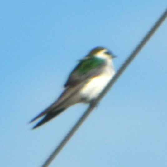 Violet-green Swallow - ML619454818